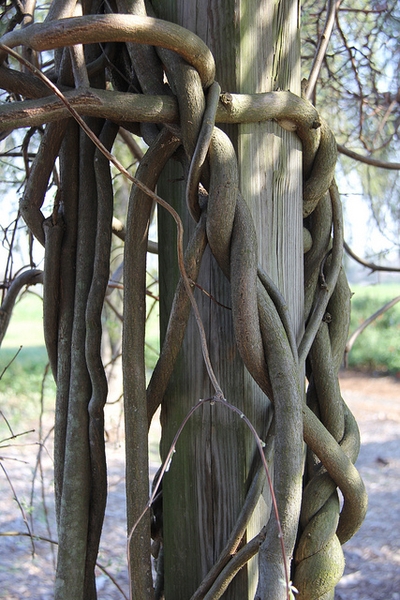 Wisteria frutescens 'Amethyst Falls'