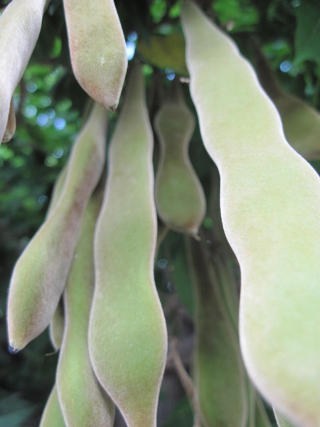Wisteria sinensis
