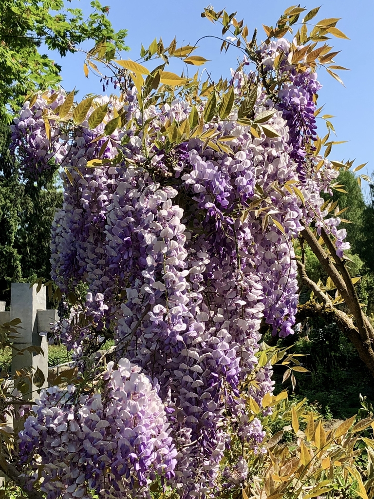 Big pendulous clusters of lavender flowers.