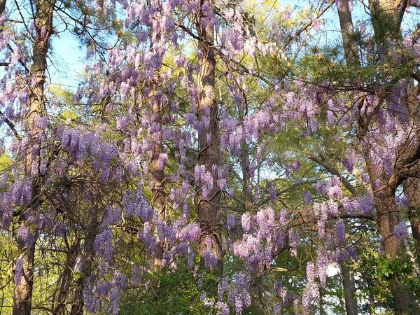 Vine on trees in full bloom with hanging clusters of flowers.