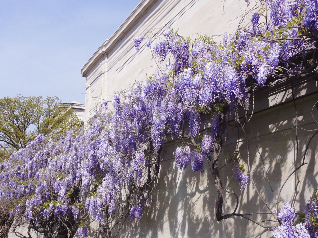 Vine in full flower growing against a building.