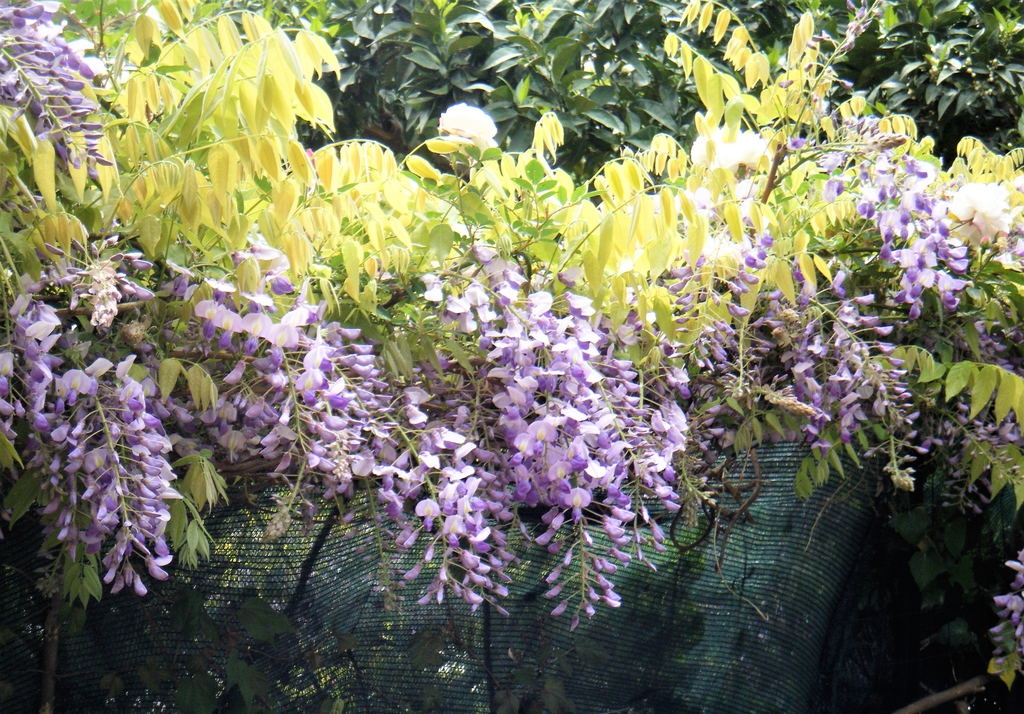Vine with hanging clusters of flowers & emerging pinnate leaves