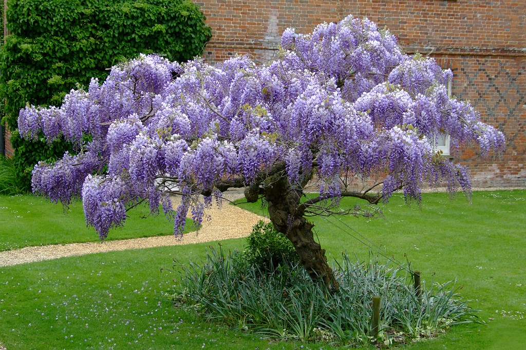 Flowering shrub in the middle of a lawn.