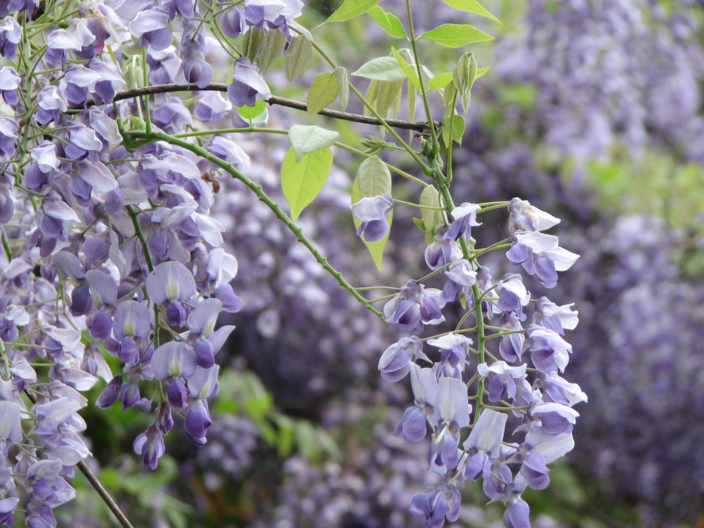Close-up on purple, pea-shaped flowers.