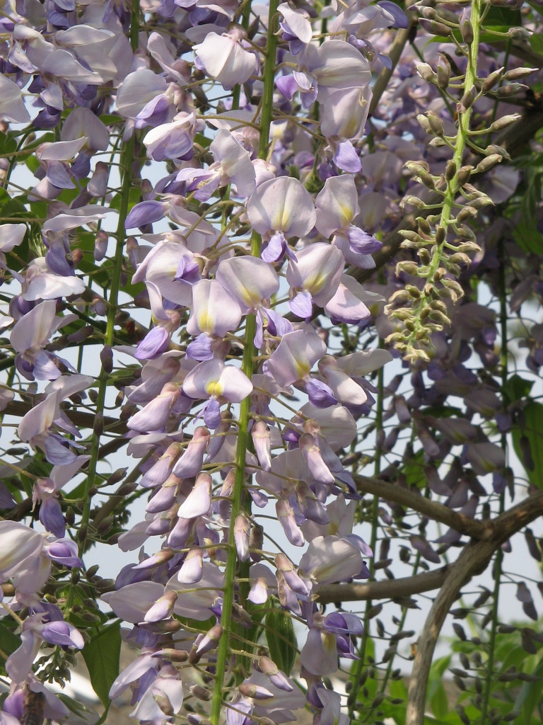 Wisteria floribunda