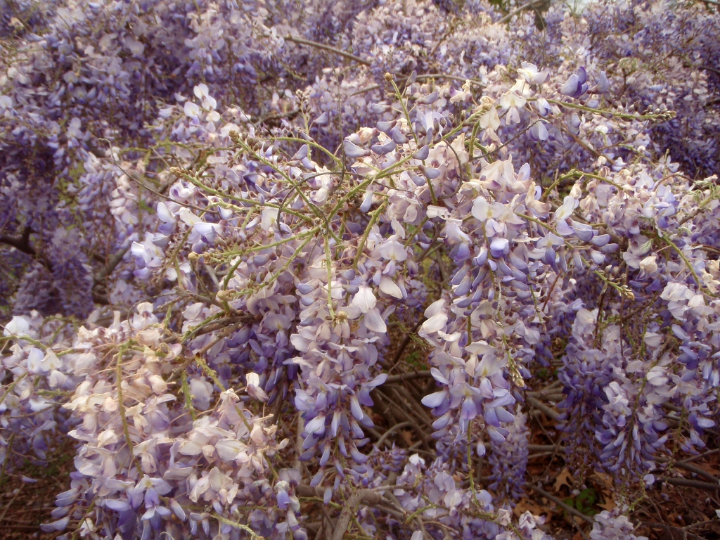 Wisteria floribunda Flower