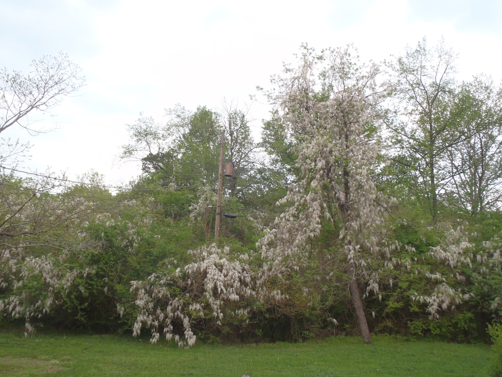 Wisteria floribunda