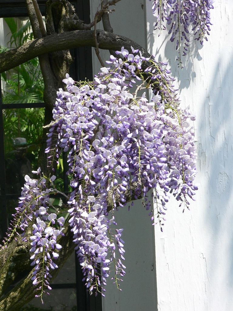 Form