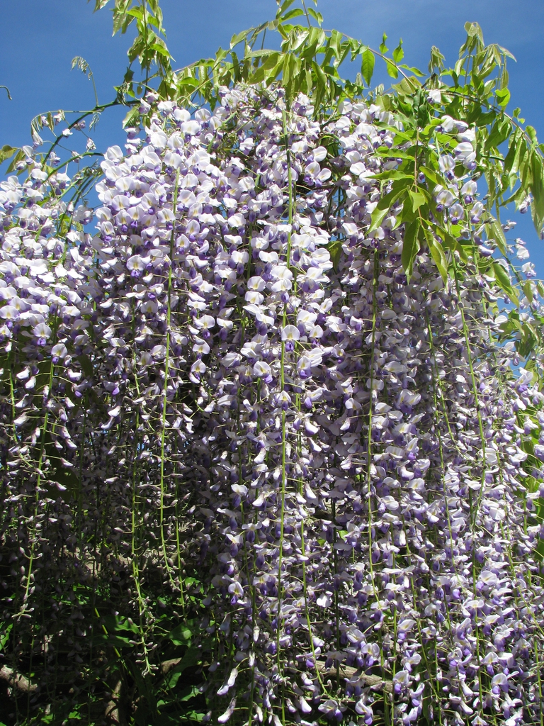 Wisteria floribunda