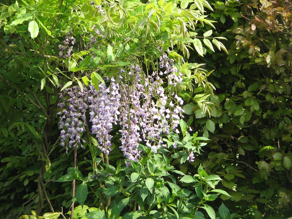 Wisteria floribunda