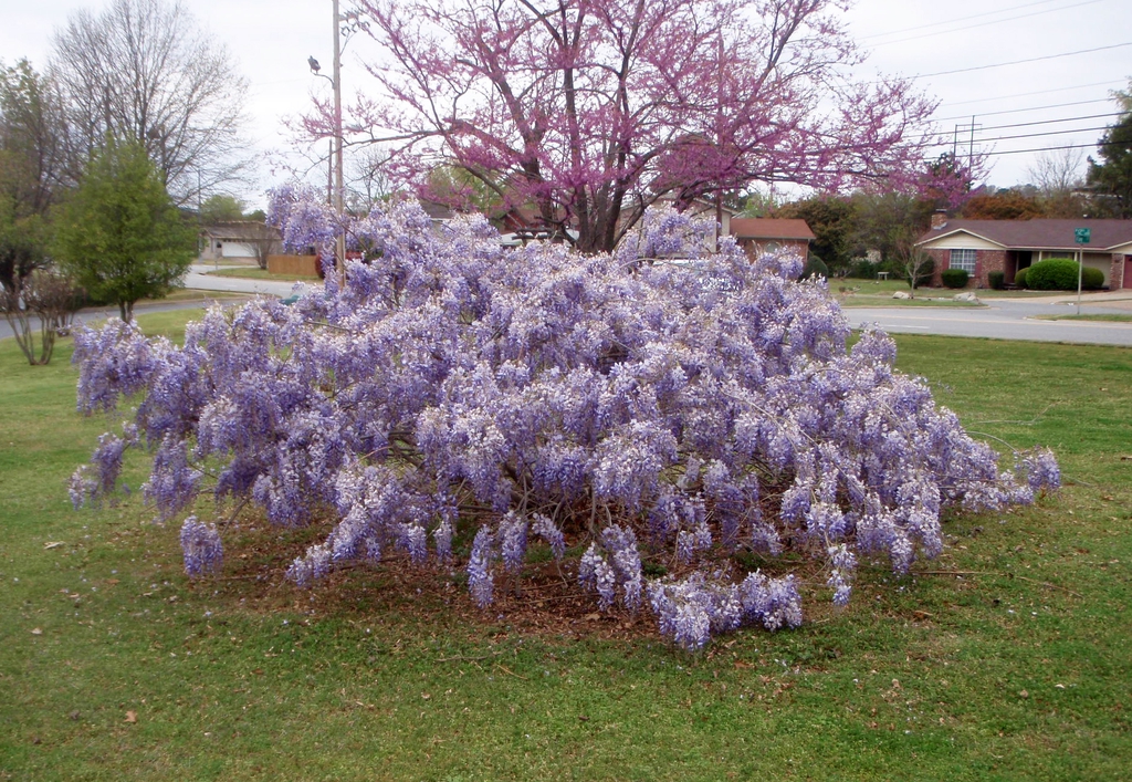 Wisteria floribunda Form