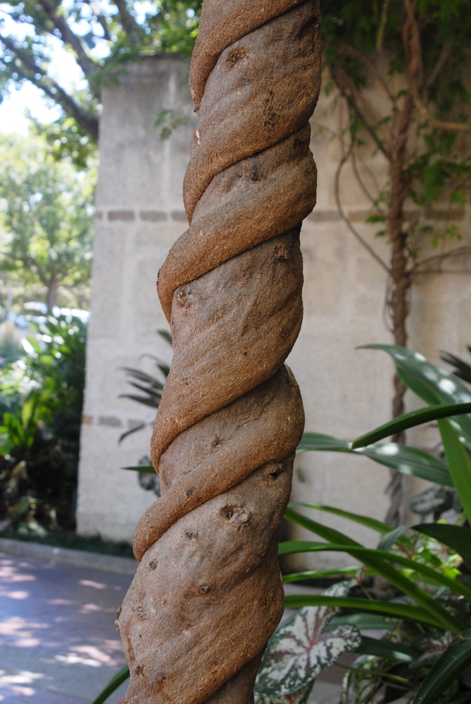 Wisteria floribunda