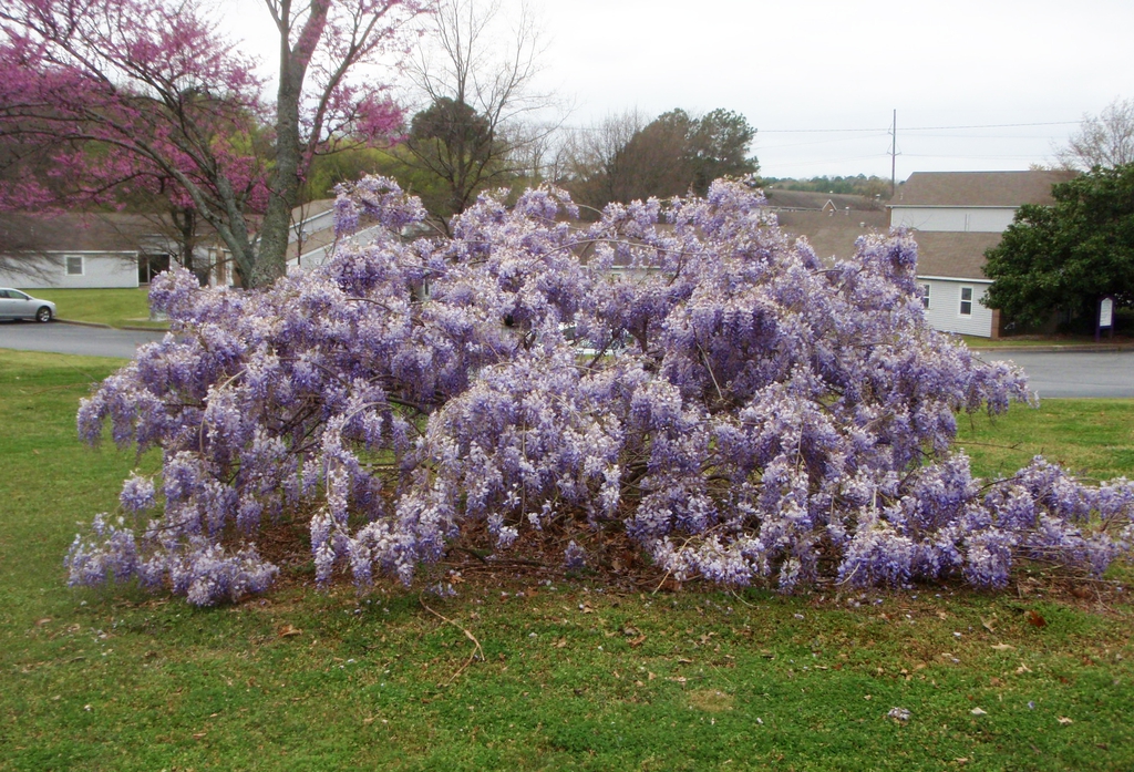 Wisteria floribunda Flower Form