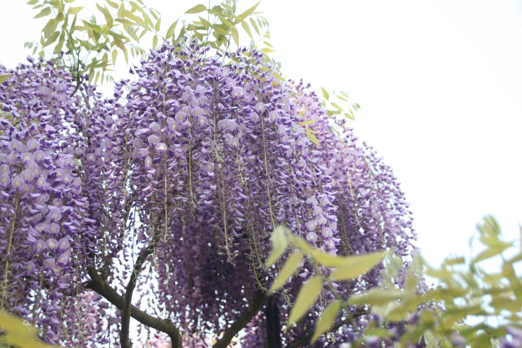Wisteria floribunda