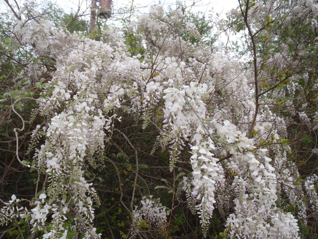 Wisteria floribunda