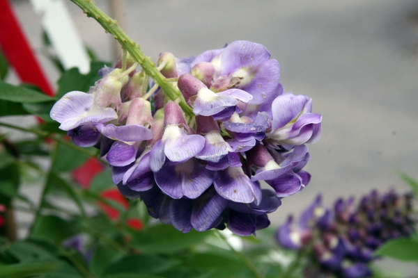 Wisteria frutescens 'Amethyst Falls'