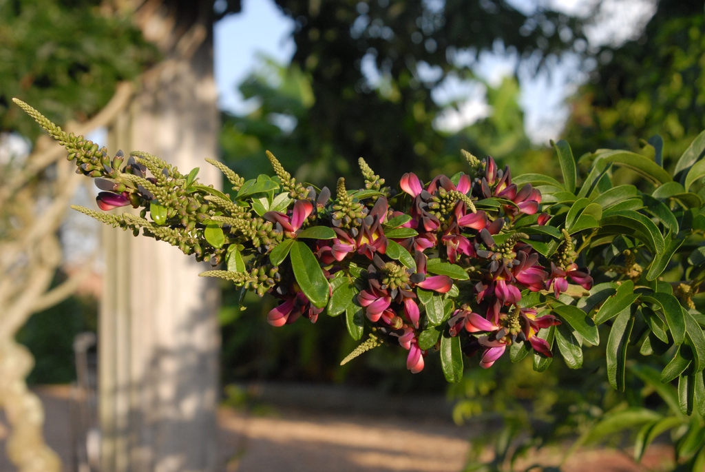 Wisteria frutescens 'Amethyst Falls' Flower