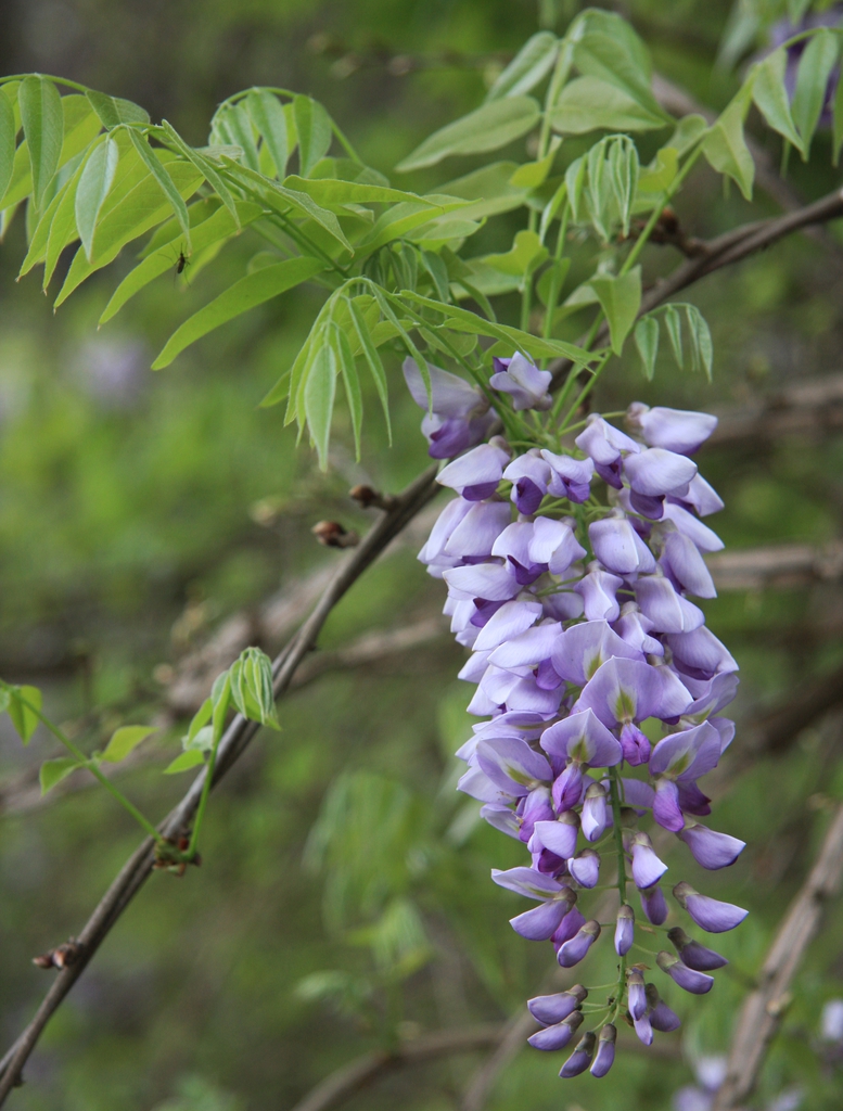 Flower cluster