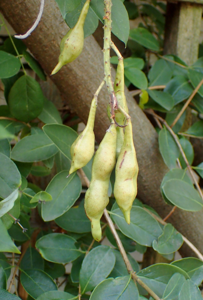 Wisteria frutescens var macrostachya