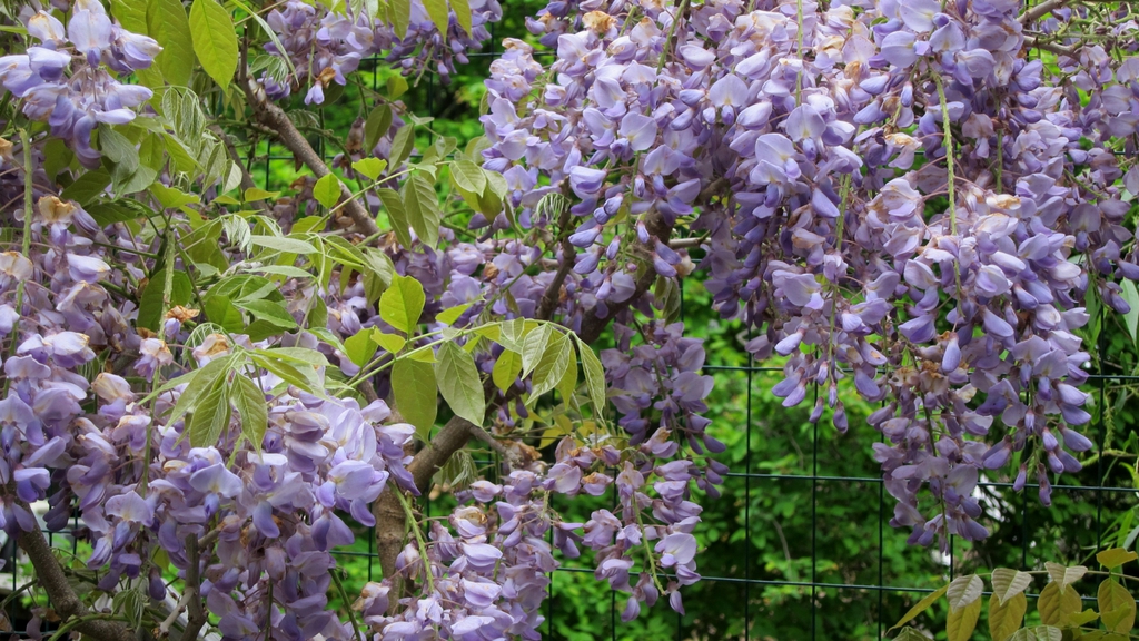 Wisteria sinensis 'Blue Sapphire' just past peak bloom