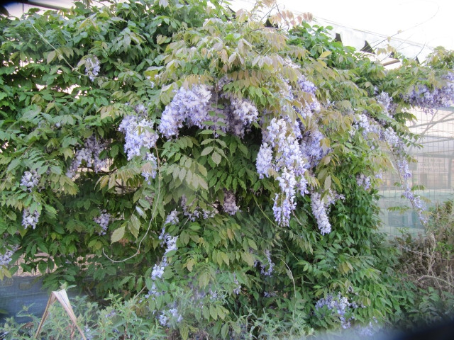 Wisteria sinensis