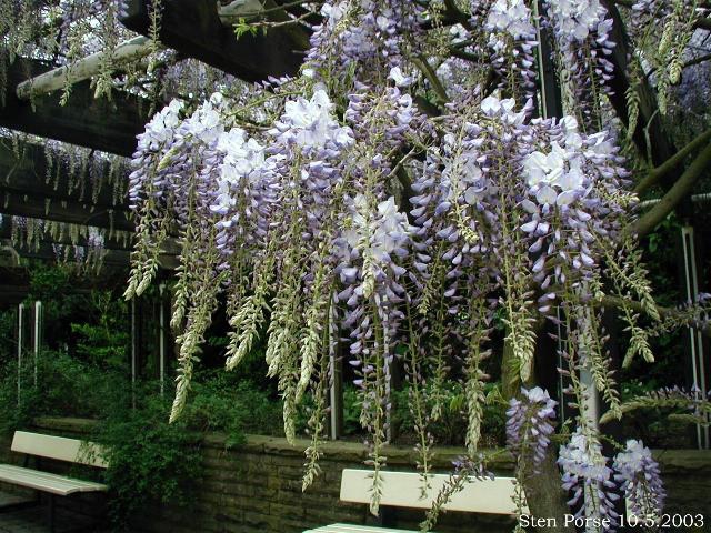 Wisteria sinensis