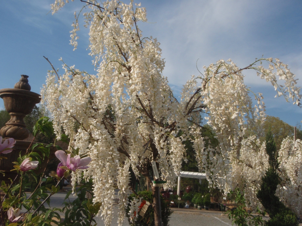 'White Diamond' Flowers