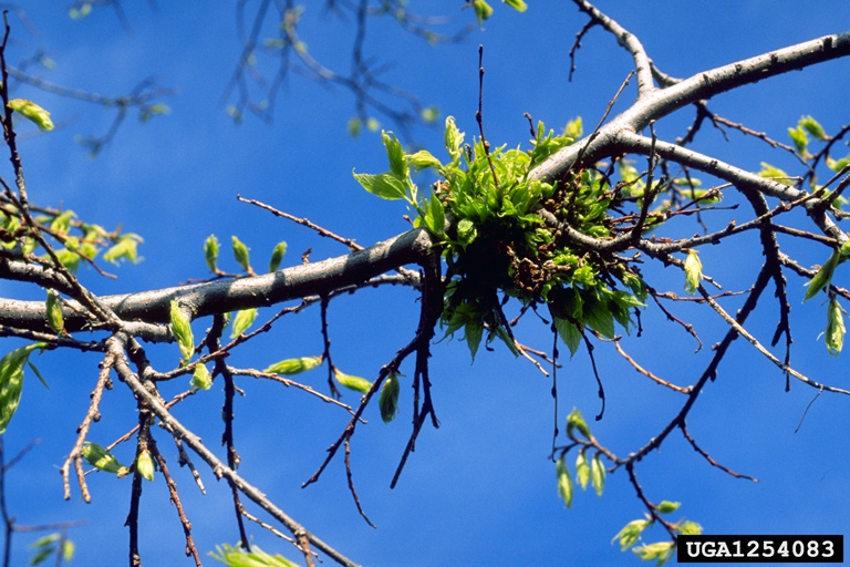 Witches Broom