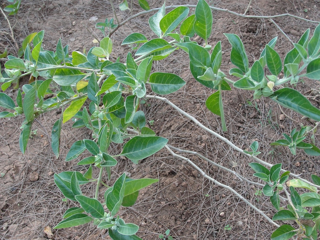 Form