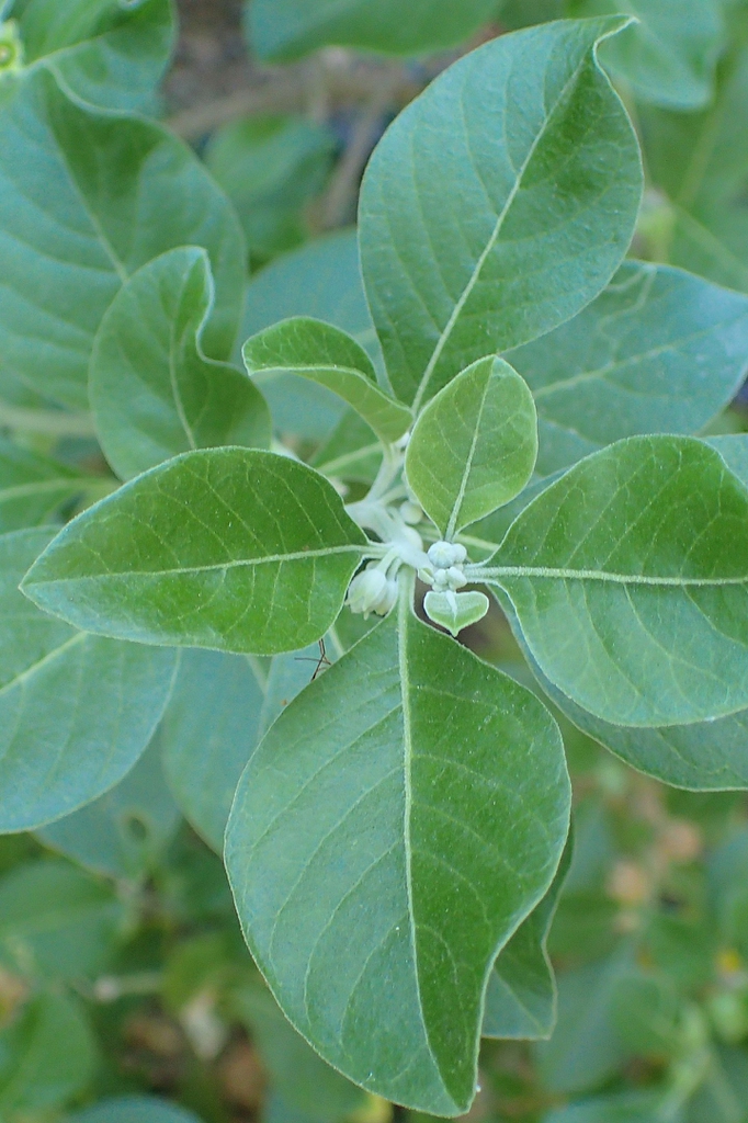 Leaf