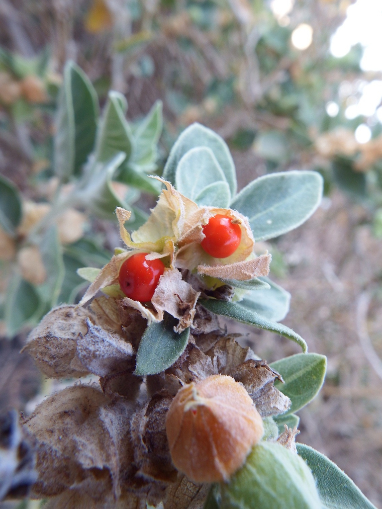 Withania somnifera