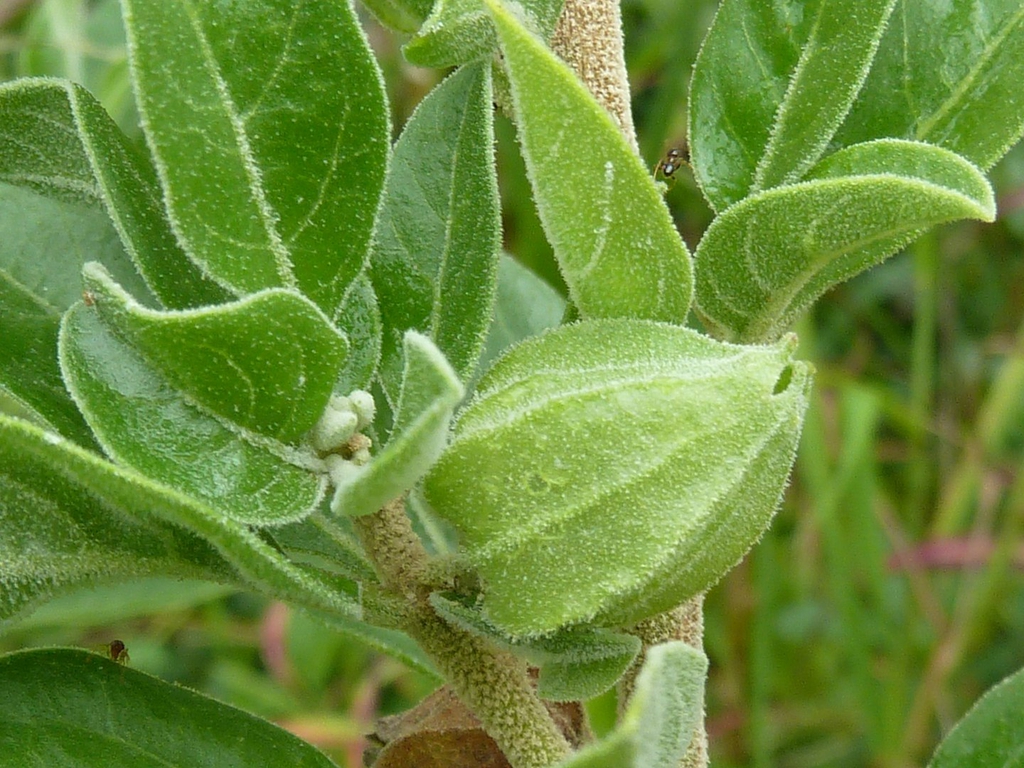 Fruit
