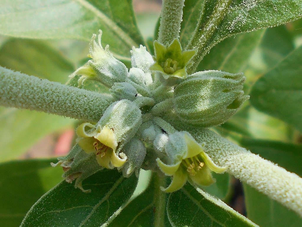 Flowers and hairy stems.