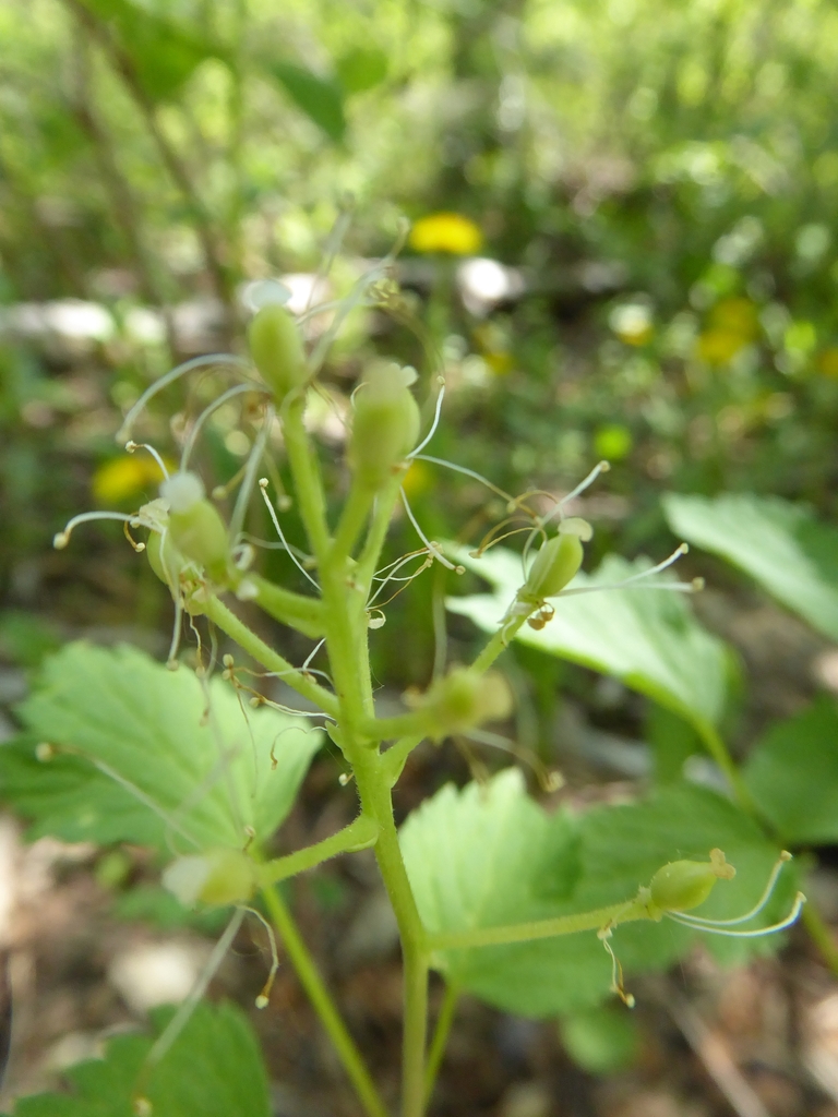 Withered flowers on a stem exposing the ovaries in Calgary, Cana