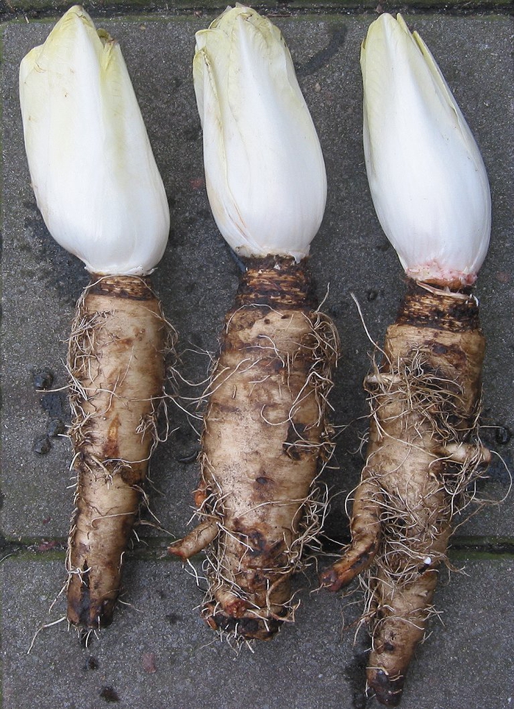 Cichorium intybus
