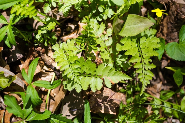 Woodsia obtusa