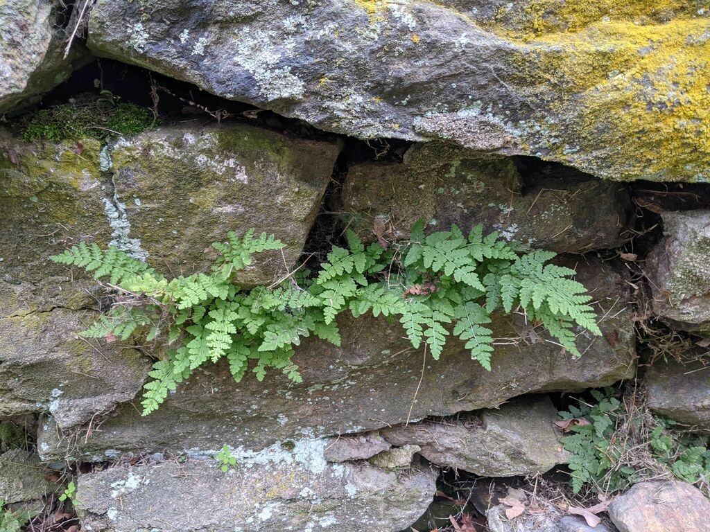 Woodsia obtusa in rock wall