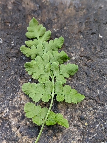 Woodsia obtusa
