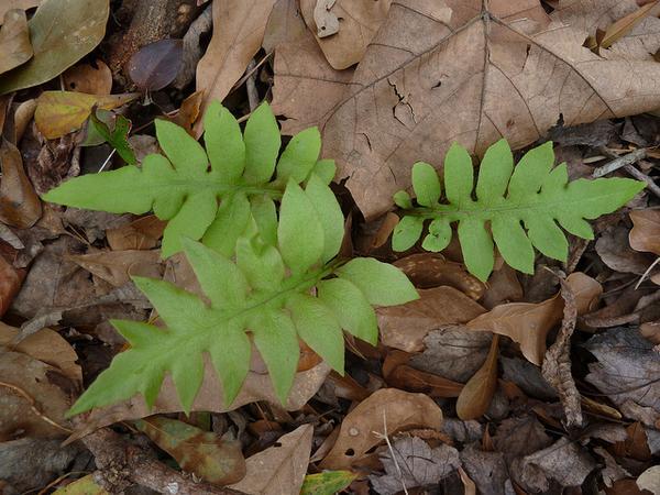 A group pinnatisect fronds emerging from leaf litter.