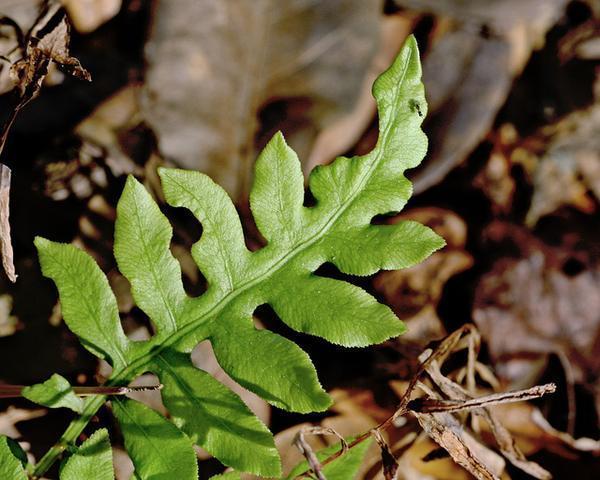 Close-up of frond showing subopposite pinnatisect divisions.