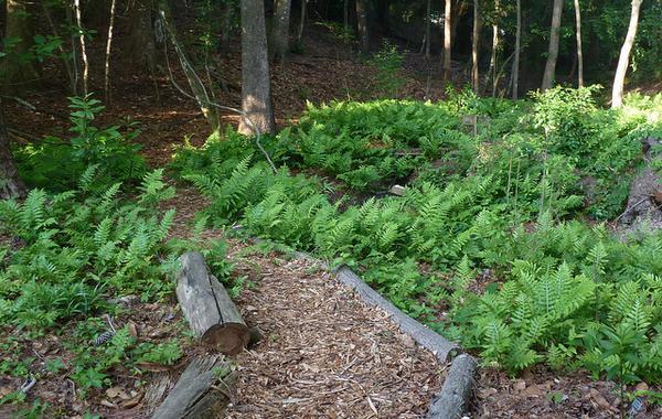 Woodland path with both sides covered with ferns.