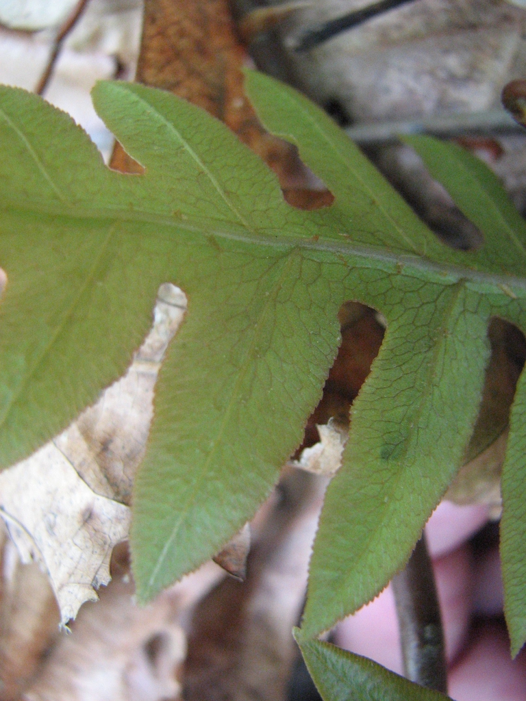 Close-up showing veins surrounding islands of green tissue.