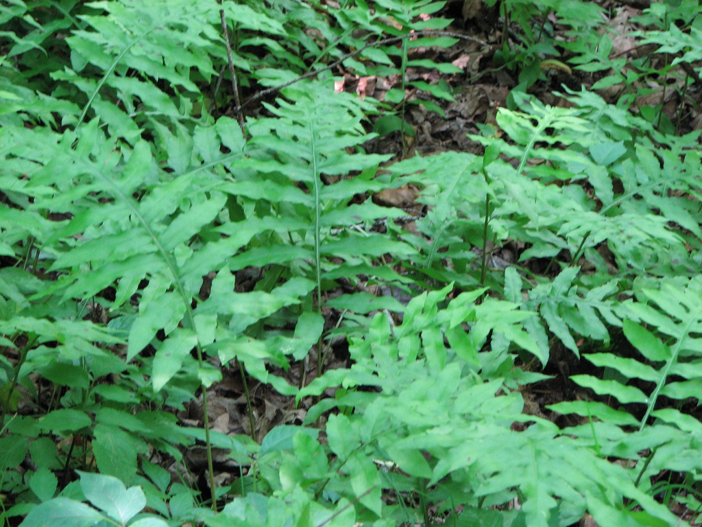 Stand of erect, coarsely pinnatisect fronds in a woodland.
