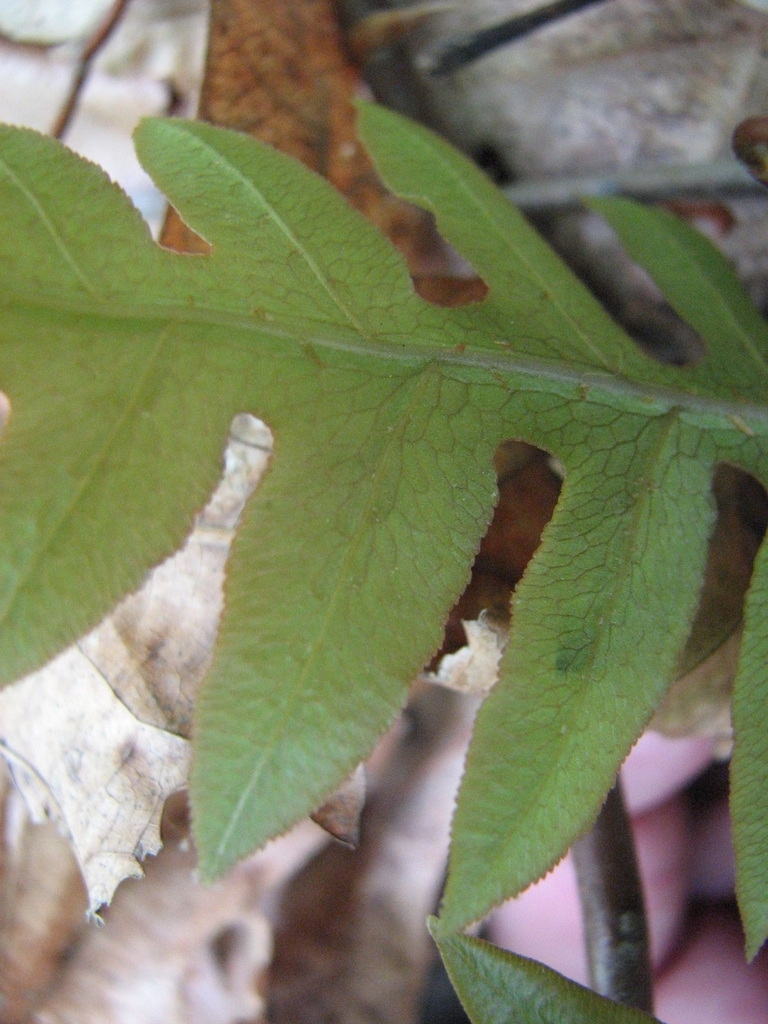 Woodwardia areolata netted vein patter