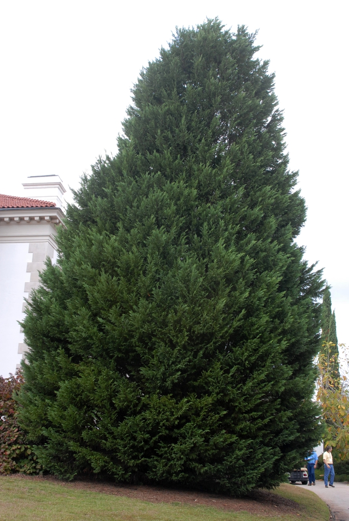 X Cupressocyparis leylandii