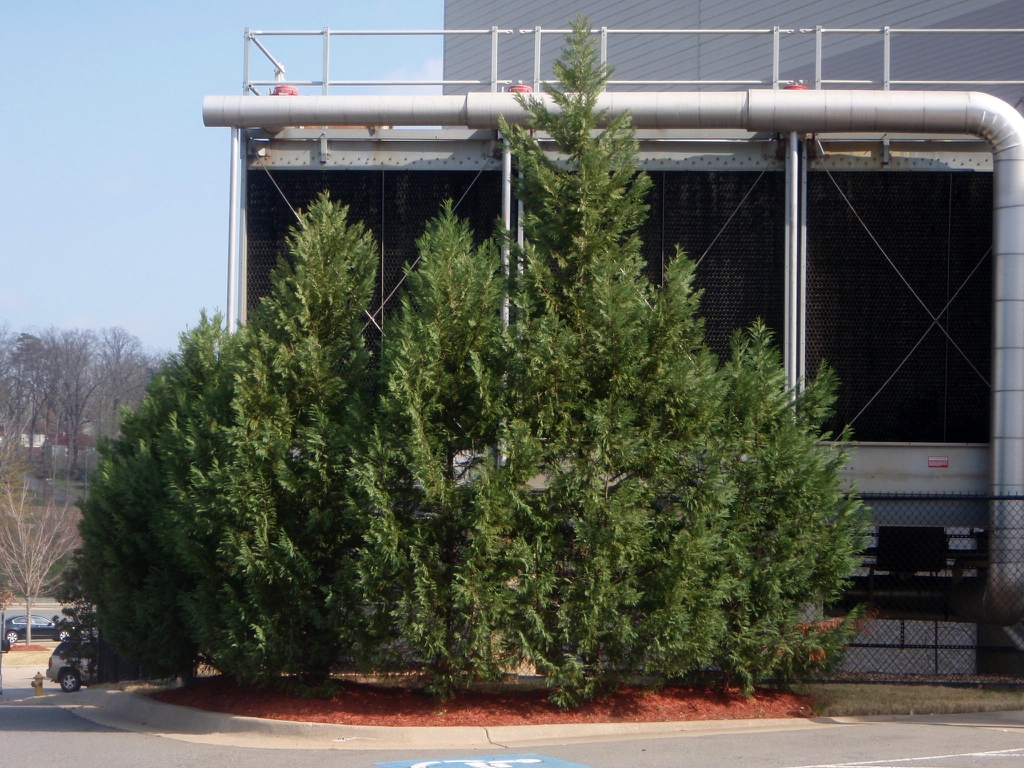 X Cupressocyparis leylandii