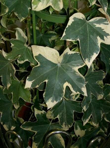 x Fatshedera lizei