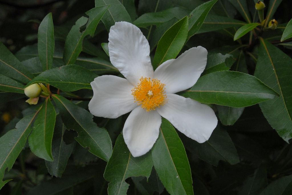 X Gordlinia grandiflora