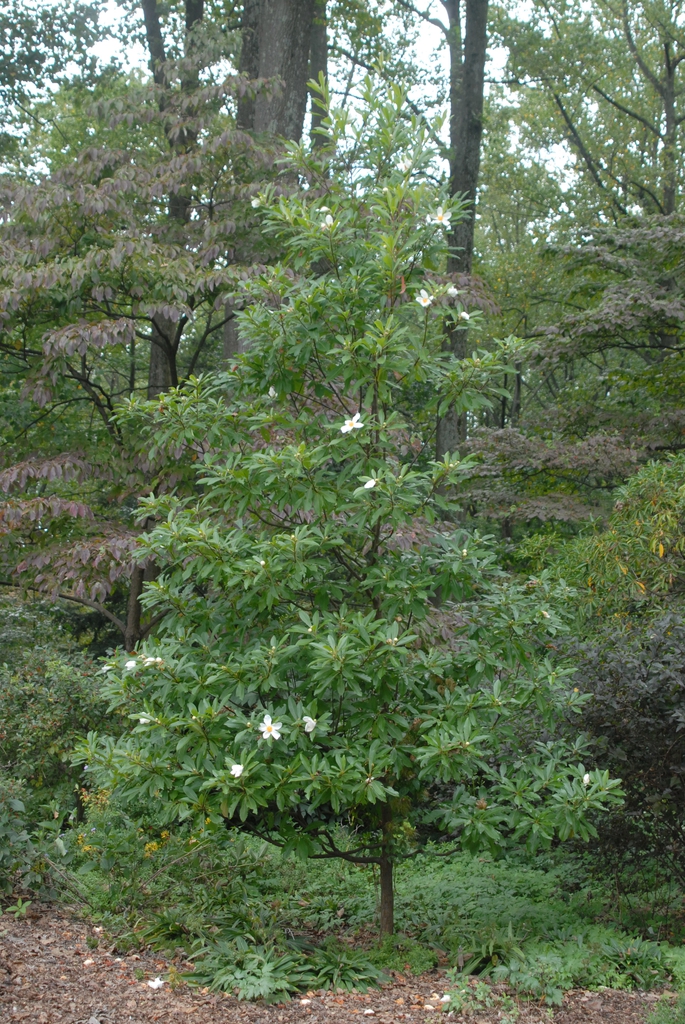 X Gordlinia grandiflora