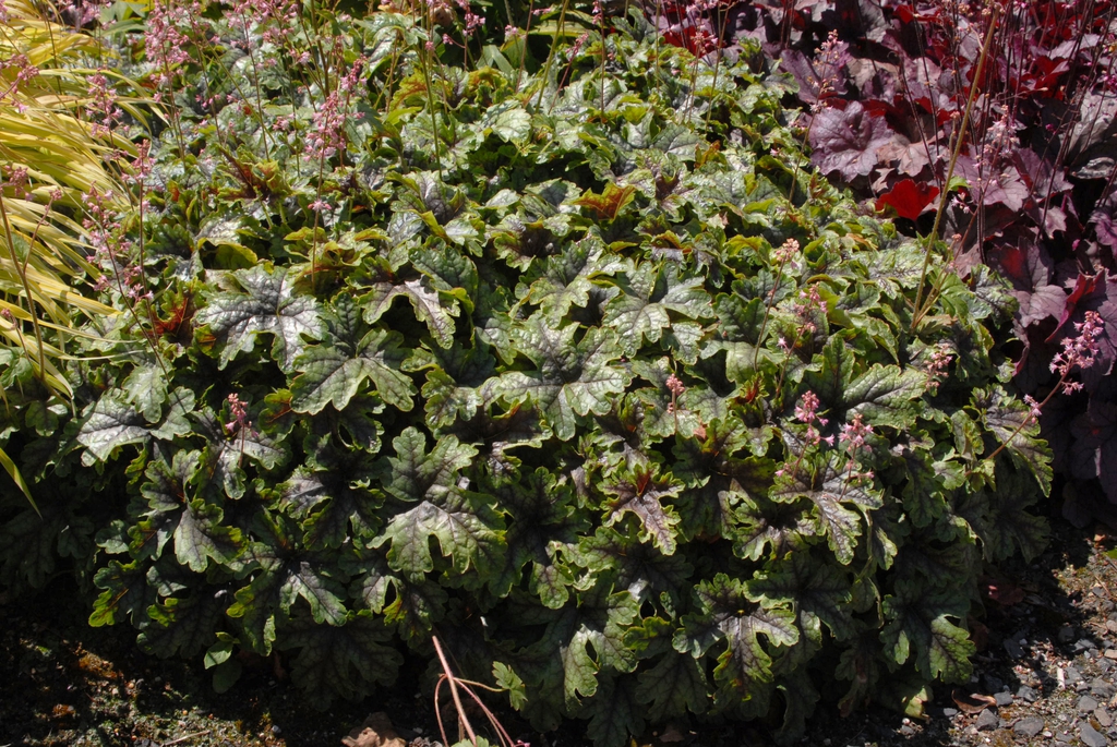 Rounded cushion of green, lobed leaves with red blotches.